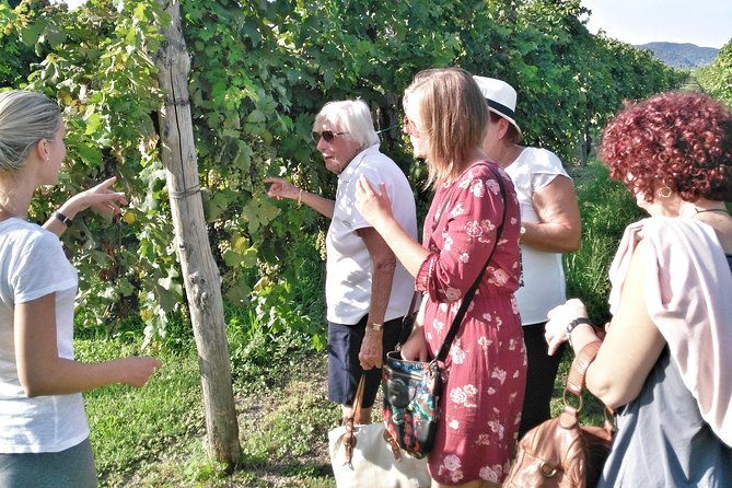 from-padua-olive-oil-wine-in-the-euganean-hills