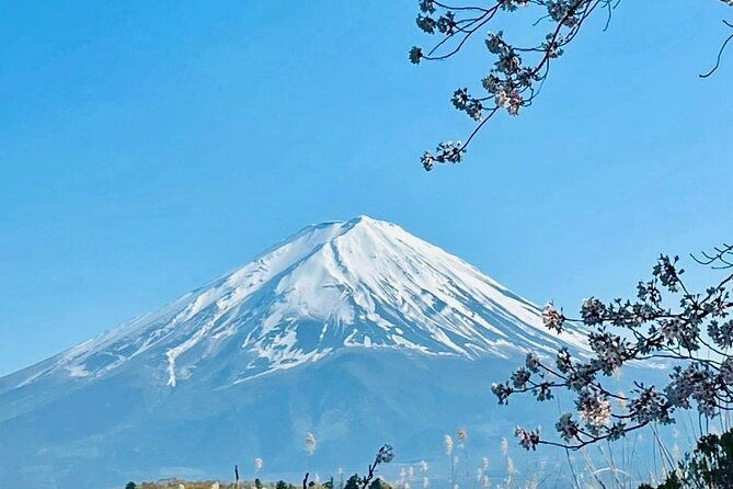 fuji-hakone-cherry-blossom-private-tour