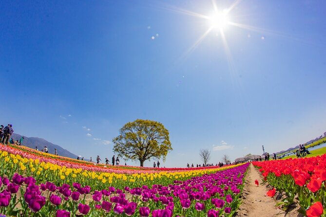 fukuoka-cherry-blossom-and-tulip-tour-with-boat-ride-yokabus