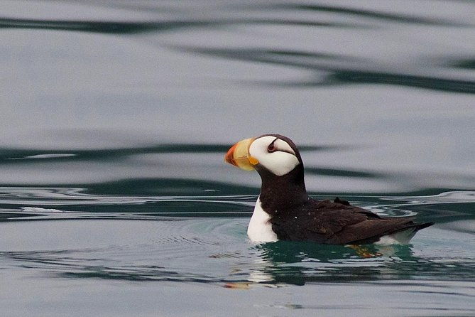 full-day-kenai-fjords-national-park-cruise