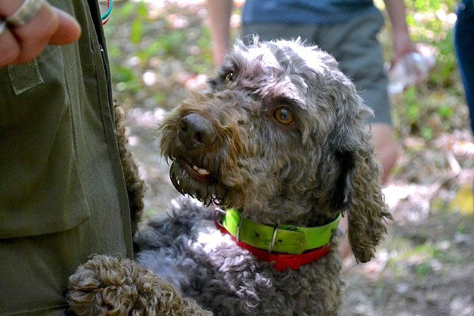 full-day-small-group-truffle-hunting-in-tuscany-with-lunch