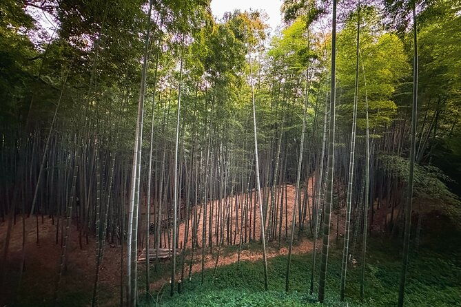 green-tea-fields-serene-beautiful-nature-of-kyoto-private-tour