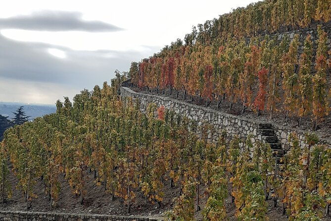 guided-tour-and-wine-tasting-northern-rhone-valley