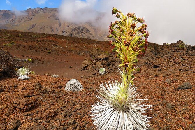 haleakala-sunrise-best-self-guided-bike-tour