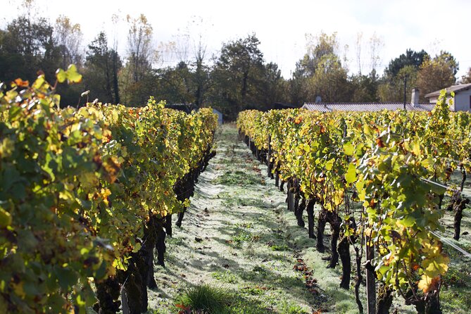 half-day-guided-wine-tasting-tour-in-bordeaux-vineyards