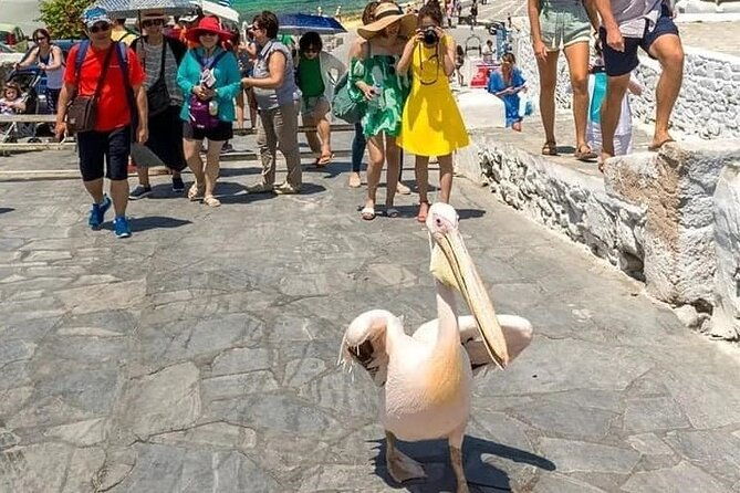 half-day-private-guided-tour-in-mykonos-up-to-6