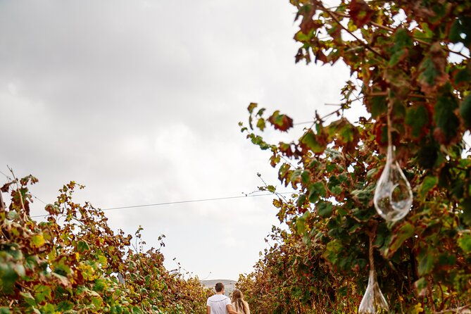heraklion-private-half-day-gastronomy-diaries-experience-in-lyrarakis-winery