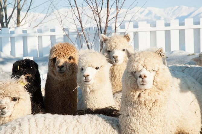 hokkaido-asahiyama-zoo-furano-and-ningle-terrace-full-day-tour