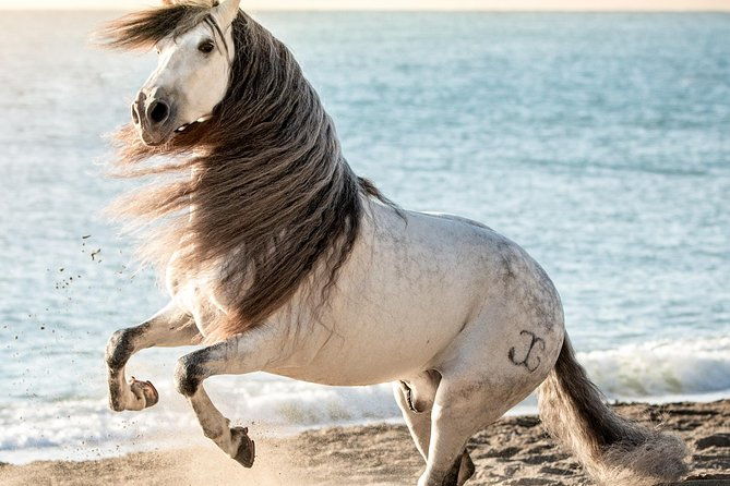 horse-and-flamenco-show-in-malaga
