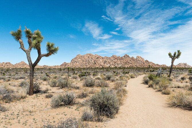 joshua-tree-national-park-self-guided-driving-audio-tour