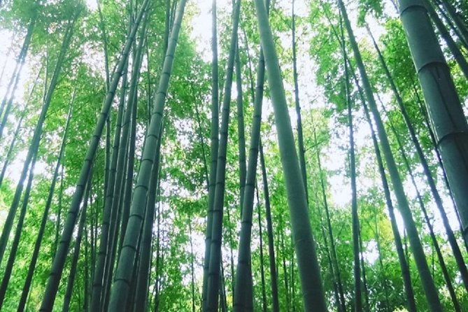 kamakura-bamboo-forest-and-great-buddha-private-tour