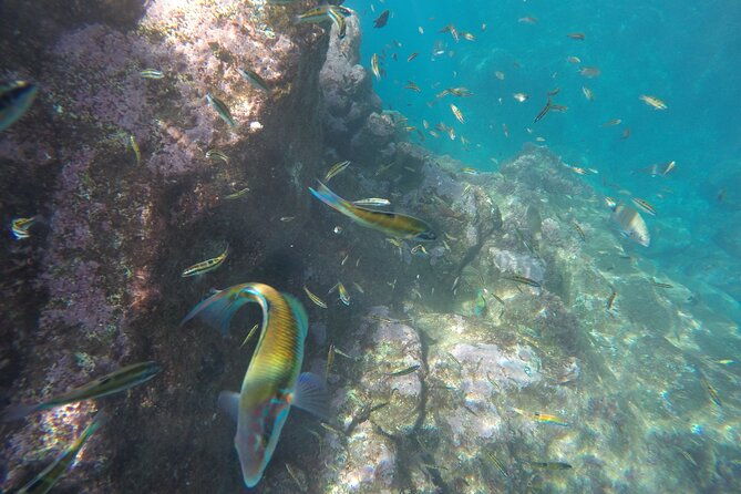 kayak-and-snorkeling-tour-in-underwater-nature-reserve-garajau