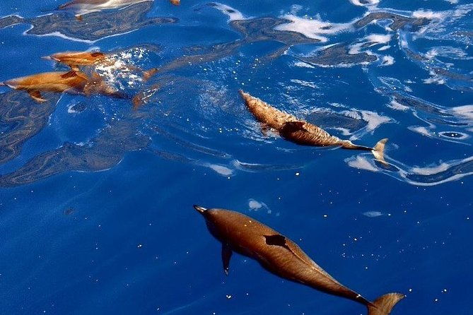 kealakekua-snorkel-and-sail-adventure