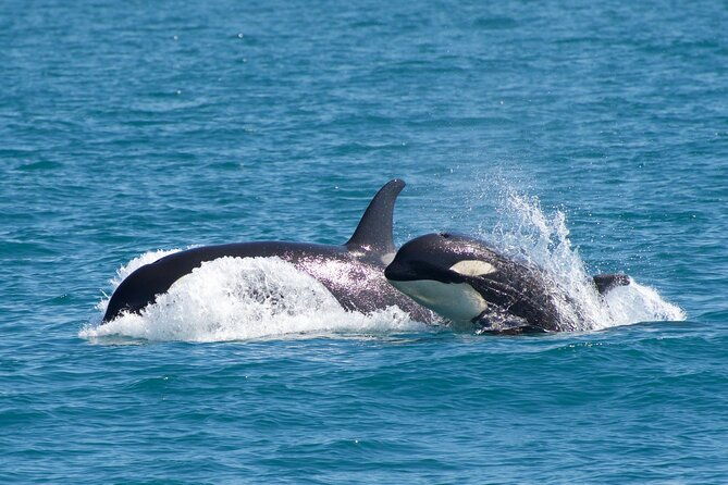 kenai-fjords-national-park-glacier-wildlife-cruise
