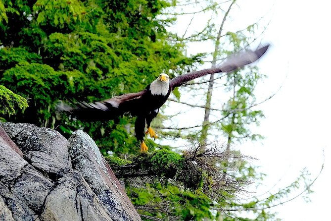 ketchikan-electric-bike-and-rain-forest-hike-ecotour