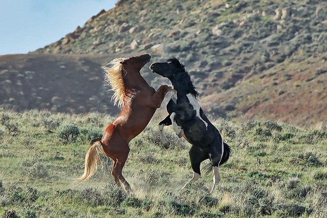 kicking-red-canyon-wild-mustang-bus-tour-deals-5-pm-in-cody