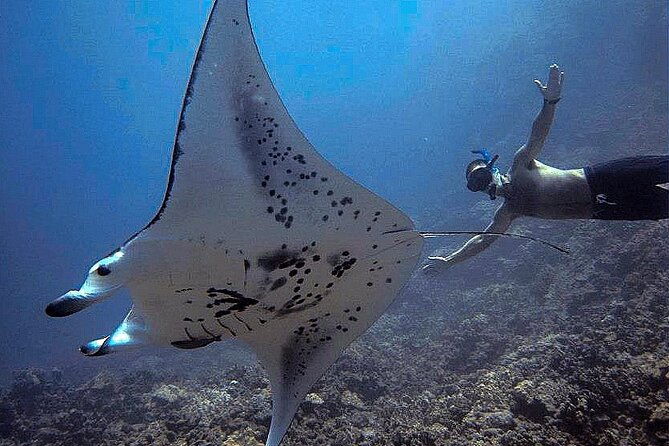 konas-magical-manta-ray-night-snorkel-small-group-eco-tour