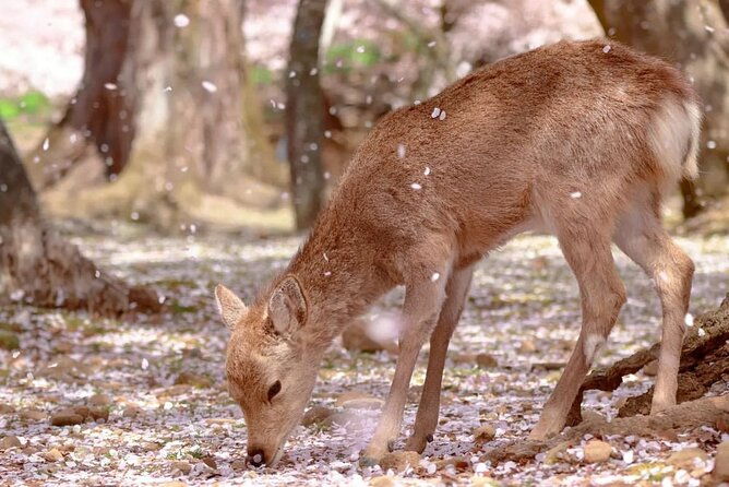 kyoto-nara-uji-full-day-sightseeing-tour-from-osaka-or-kyoto
