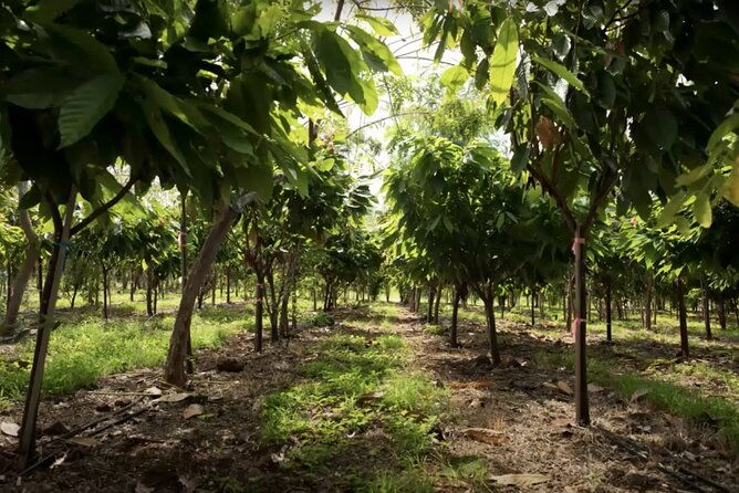lahaina-maui-kuia-estate-guided-cacao-farm-tour-and-tasting