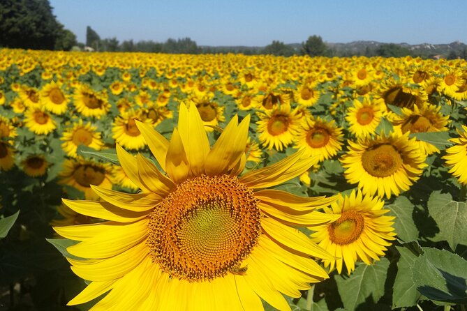 luberon-roussillon-gordes-half-day-tour-from-avignon