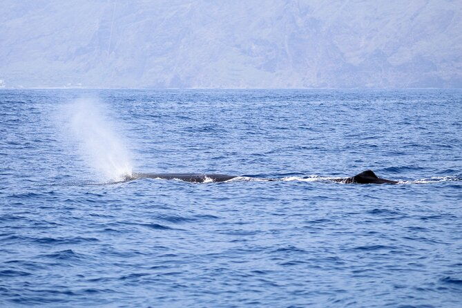 madeira-dolphin-whale-watching-tour