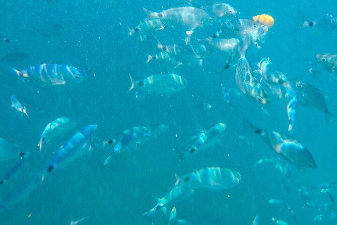medulin-glass-boat-tour-experience-to-kamenjak-with-mermaid