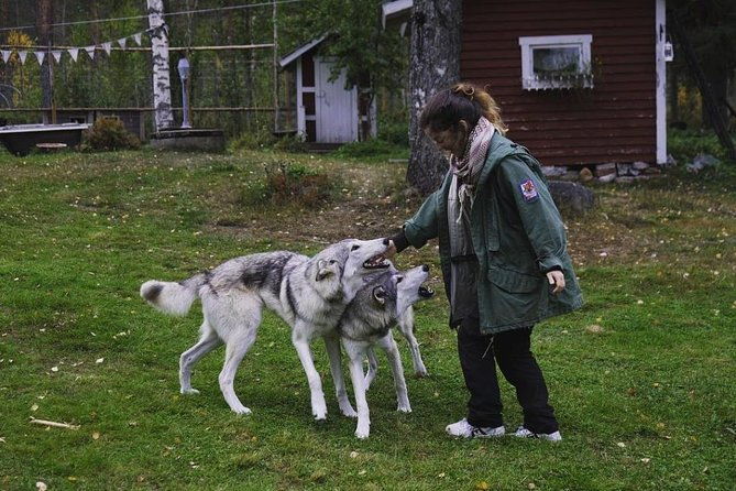 meet-taivas-the-arctic-wolves-private-tour