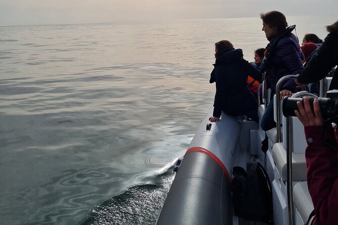 meet-the-lisbon-dolphins-dolphin-watching-in-lisbon