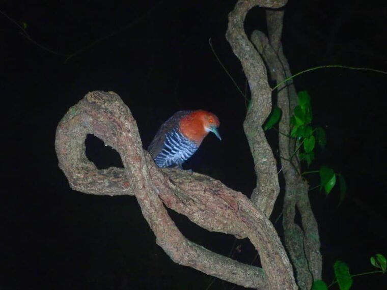 miyako-island-stars-jungle-night-walking-tour