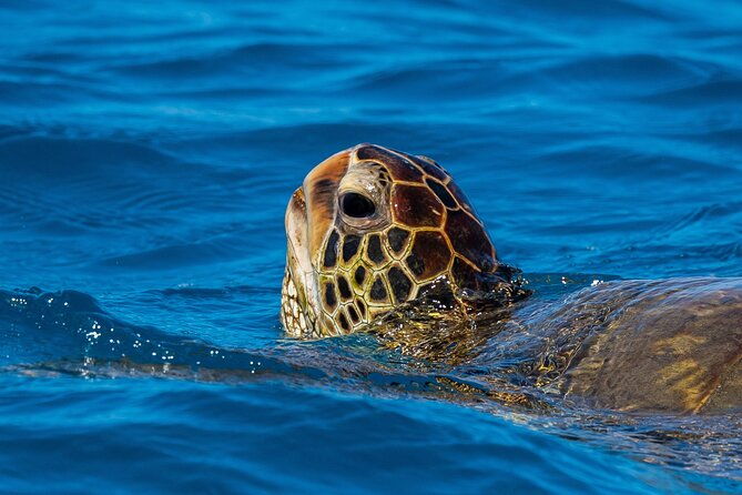 moanas-waikiki-grand-guided-turtle-snorkel-sailing-adventure