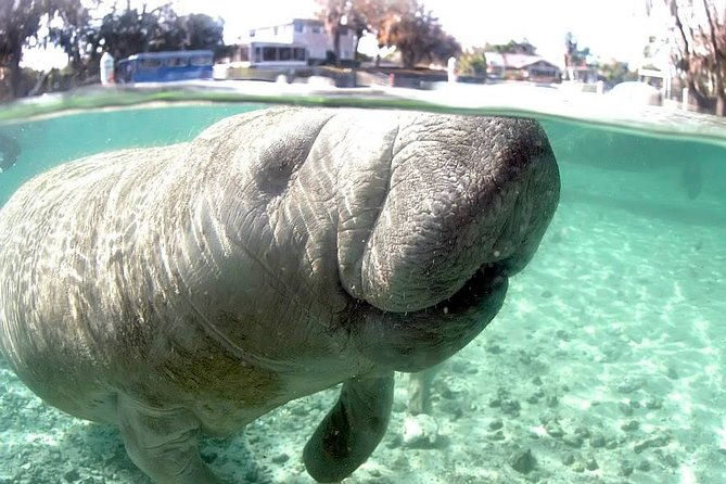 most-popular-3hr-manatee-swim-tour-in-water-guide