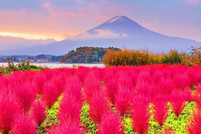 mt-fuji-exploration-tour-with-free-japanese-kusa-mochi-from-tokyo