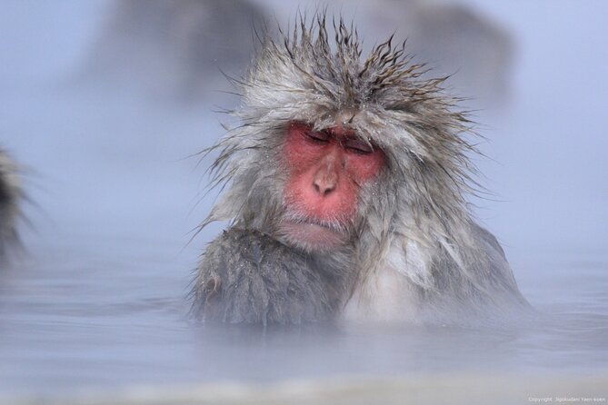 nagano-snow-monkey-1-day-tour-with-beef-sukiyaki-lunch-from-tokyo