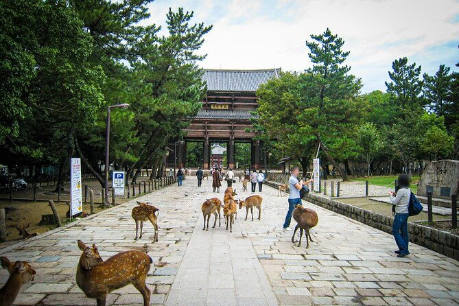 nara-world-heritage-private-tour