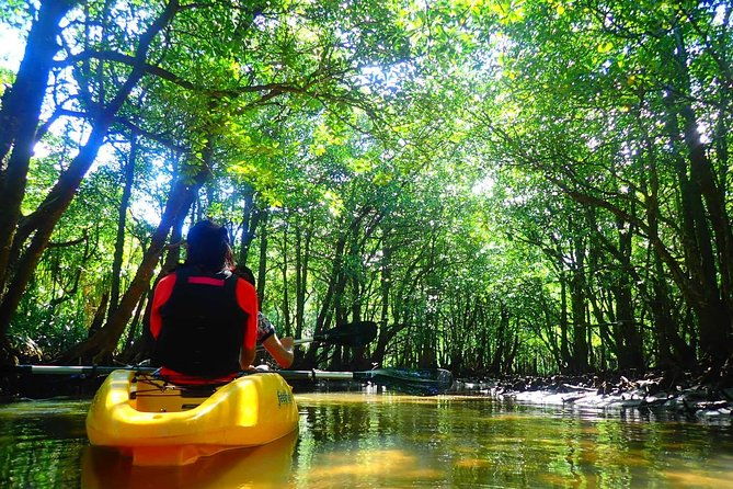 okinawa-iriomote-mangrove-sup-or-canoe-tour