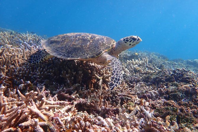 okinawa-iriomote-sup-or-canoe-and-barasu-island-snorkeling-tour