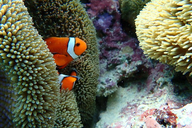 okinawa-miyako-natural-aquarium-tropical-snorkeling-with-colorful-fish
