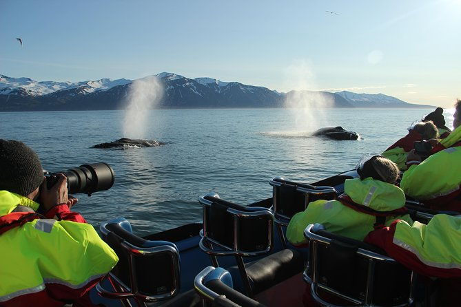 original-big-whale-safari-and-puffins-rib-boat-tour-from-husavik