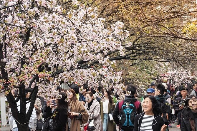 osaka-cherry-blossom-tour-with-a-local-100-personalized-private