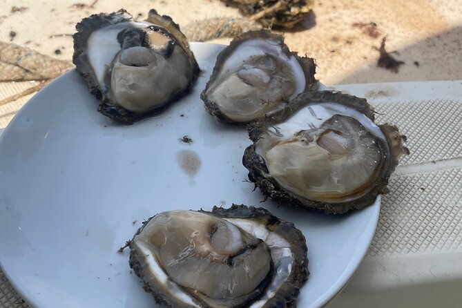 peljesac-wine-oysters-and-food-tour-from-dubrovnik