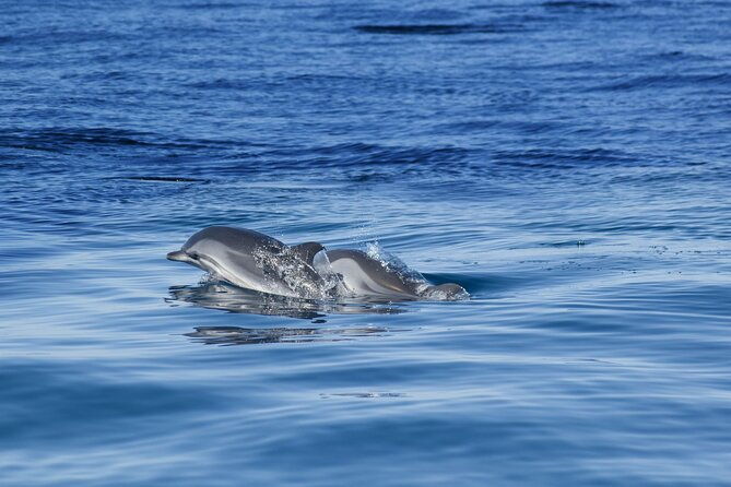 portimaoembark-on-naturebenagil-and-dolphinsbiologist-on-board