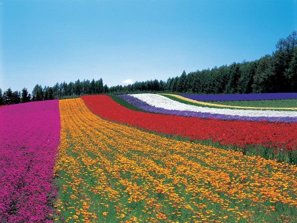 private-car-tour-of-furano-and-biei-in-hokkaido-with-local-guide