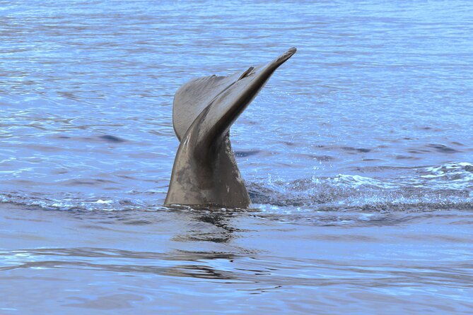 private-dolphin-and-whale-watching-tour-in-madeira