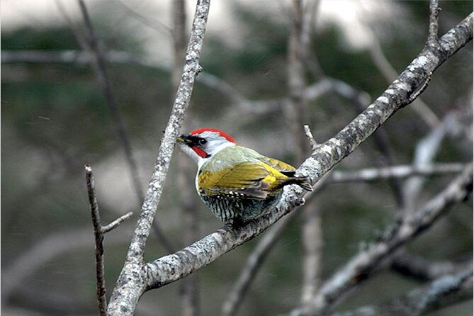 private-morning-hike-around-nikko-toshogu-shrine