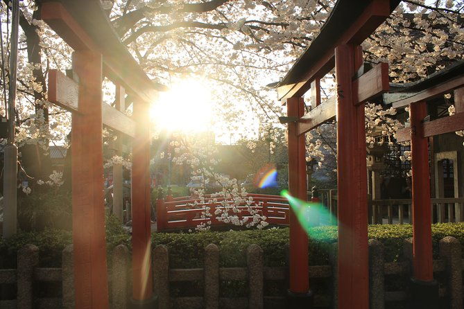 private-unique-kyoto-cherry-blossom-sakura-experience