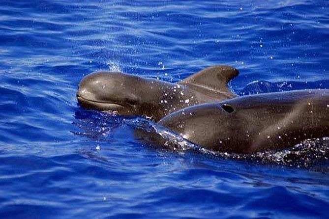 private-yacht-tour-with-whale-and-dolphin-watching-33-foot-boat