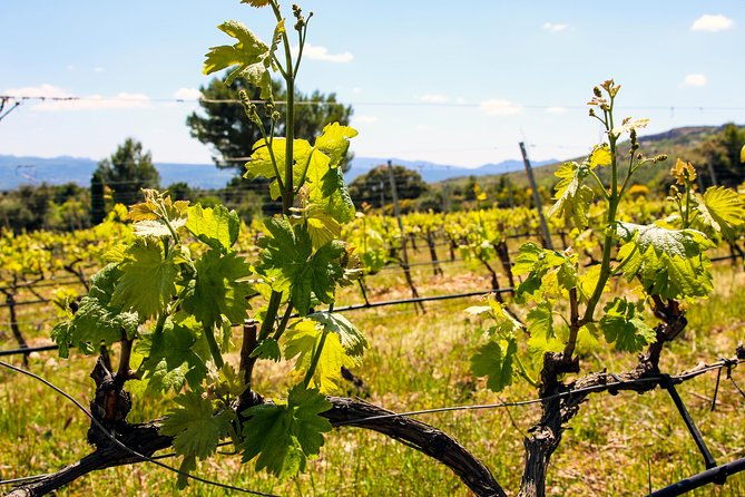 provence-mont-sainte-victoire-in-search-of-cezanne-private-wine-tour