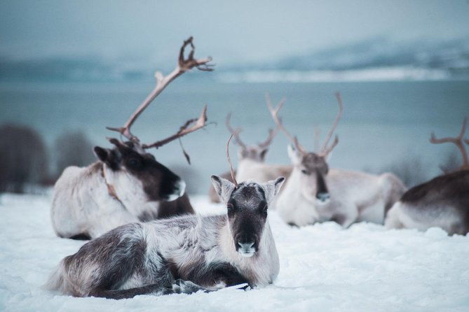 reindeer-visit-and-sami-culture-including-lunch-from-tromso