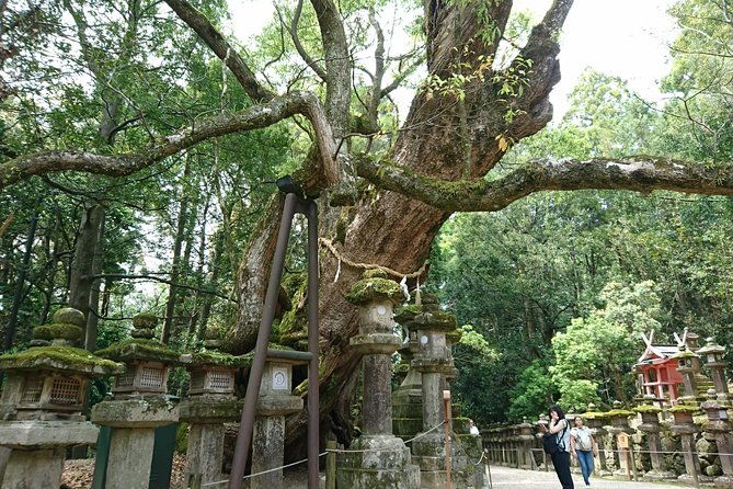 relax-in-nara-deer-park-todai-ji-temple-and-merchants-town