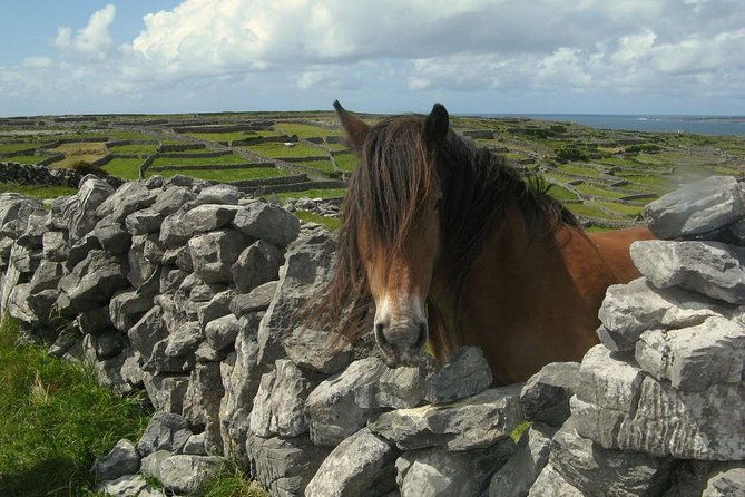 ring-of-kerry-day-tour-from-cork-including-killarney-national-park